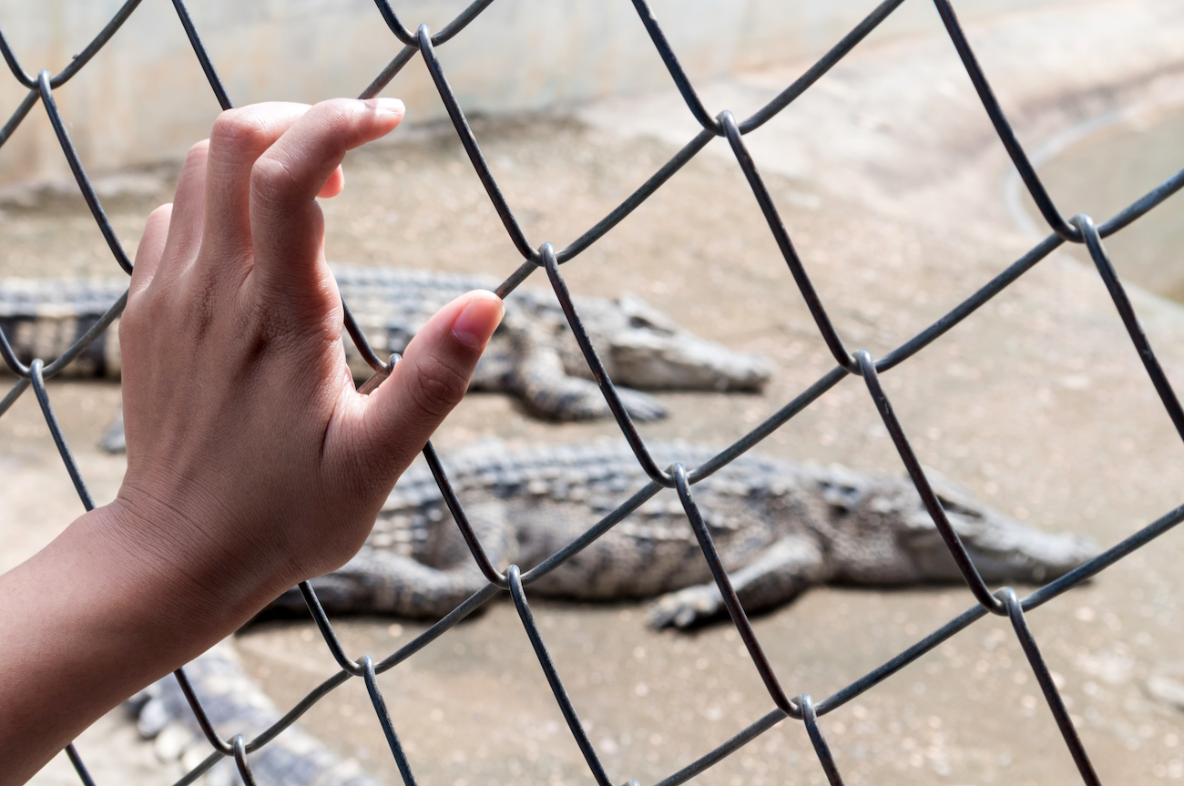 Protect Your Yard How to Keep Alligators Out with a Secure Fence