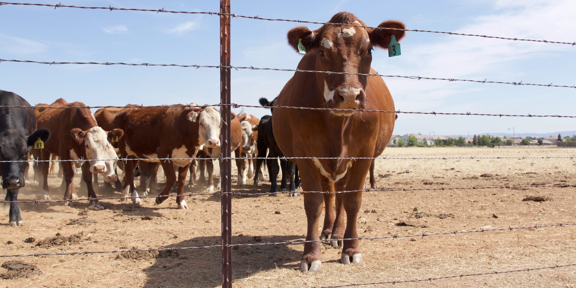 Agricultural Fencing
