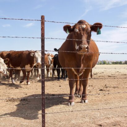 Agricultural Fencing