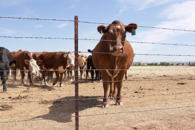Agricultural Fencing